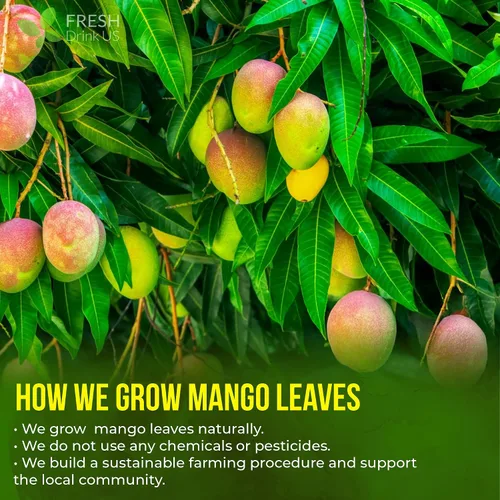 Vista 5 de FreshDrinkUS, Más de 140 hojas enteras de mango secas, 100% natural y puro de té de hojas de mango secas, sin aditivos, sin cafeína, vegano