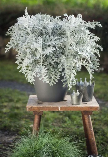 Vista 2 de Semillas Dusty Miller Silver Groundsel Silver Dust Cineraria Flores perennes Planta inusual