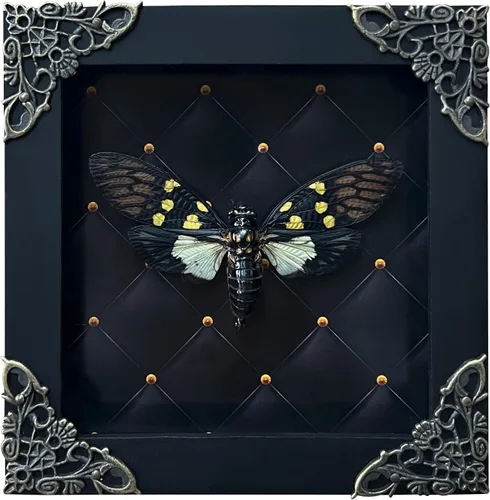 Vista 148 de 2 Real Dragonfly Specimens Shadow Box Framed Insect Display Oddities Curiosities Entomology Collection Natural History Wall Decor Gift for Nature