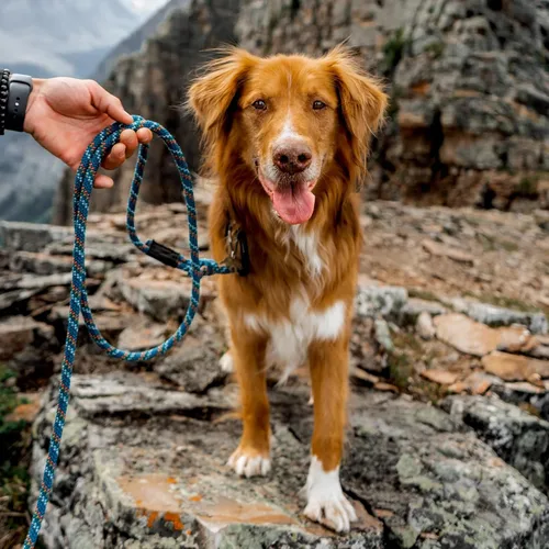 Vista 7 de Wilderdog Correa de cuerda de escalada con mosquetón para perros medianos y grandes, 10 pies, color azul pacífico