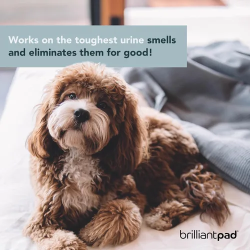 Vista 4 de BrilliantPad TidyShot - Spray eliminador de manchas y olores para mascotas