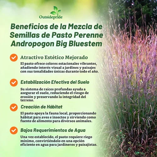Vista 4 de Outsidepride Semilla de hierba azul grande de andropogon perenne, 1 libra, temporada cálida, resistente a la sequía, semillas de hierba de pradera