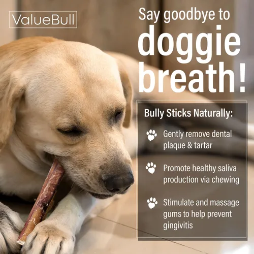 Vista 5 de ValueBull Bully Sticks para perros, medianos de 12 pulgadas, 100 unidades, totalmente naturales, alimentados con pasto, de un solo ingrediente