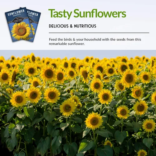 Vista 6 de Survival Garden Seeds - Semilla de girasol de mamut para plantar - Paquete con instrucciones para plantar y cultivar enormes flores coloridas en tu