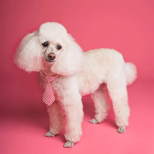 Vista 6 de Segarty Corbatas pequeñas para perros, corbatines de cuello para perros con collar ajustable, pajaritas para mascotas para perros pequeños, gatos