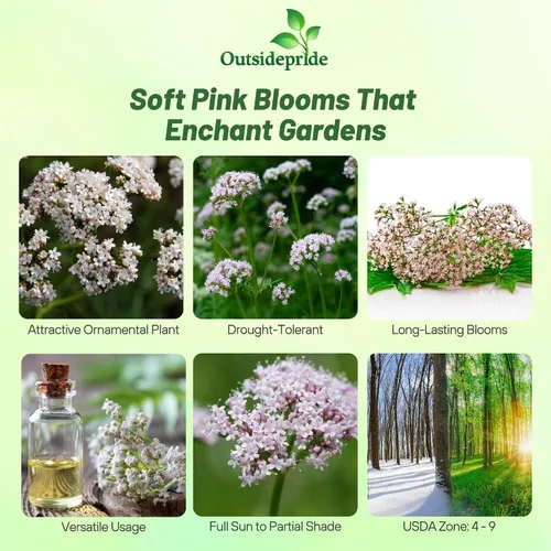 Vista 2 de Outsidepride Semillas de valeriana – 5000 piezas. Perenne, resistente, de bajo mantenimiento y fácil de cultivar, semillas de hierbas para plantar