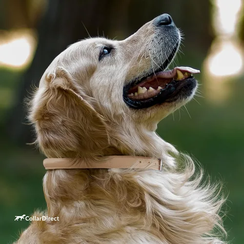 Vista 7 de CollarDirect Collar de perro de cuero enrollado, collar redondo acolchado suave para cachorros, collar de cuero genuino hecho a mano para perros