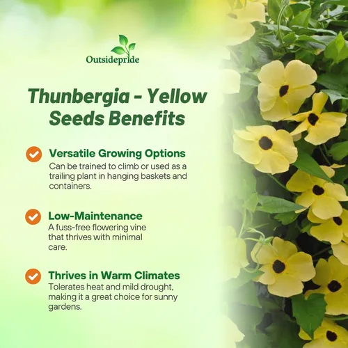 Vista 3 de Outsidepride Sunrise Yellow Thunbergia Black Eyed Susan Seeds - 100 semillas anuales de flores de vid trepadoras para plantar flores amarillas