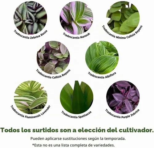 Vista 3 de Surtido de Wandering Due, variedad Tradescantia, 2 pulgadas, juego de 3 pequeñas mini plantas Pixie