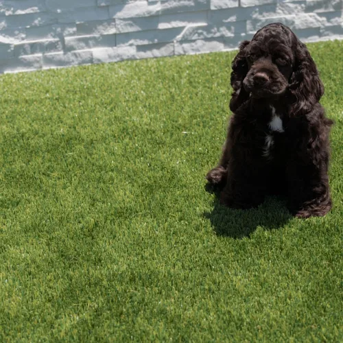 Vista 11 de MSI Alfombra de césped artificial de 1.496 in de grosor para exteriores, césped artificial para perros, césped artificial, césped para mascotas