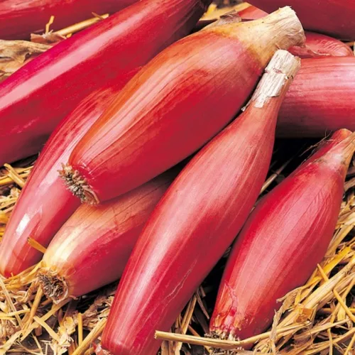 Vista 3 de Semillas Cebolla Chalota Roja - Vegetal de reliquia - Sin OGM