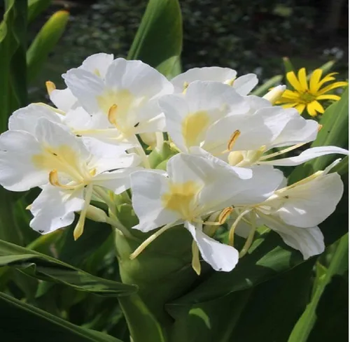 Vista 7 de Raíz de jengibre blanco hawaiano Hedychium Coronarium J6