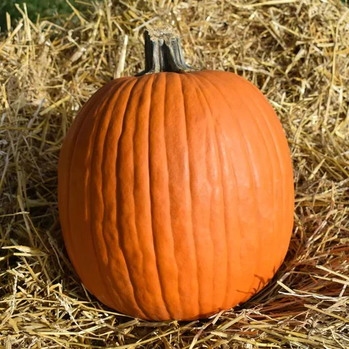 Vista 4 de Eden Brothers Semillas de calabaza (orgánicas) - Azúcar pequeño