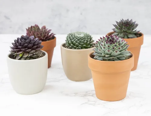 Vista 8 de Plantas suculentas 20 suculentas Sempervivum Enraizadas en macetas con tierra Plantas de interior reales Regalos o decoración de habitación