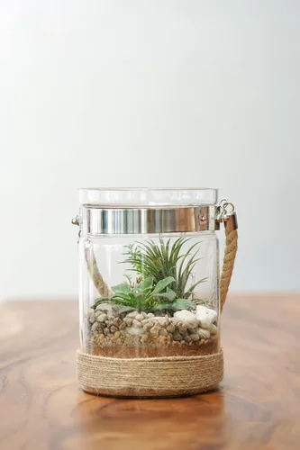Vista 14 de Tillandsia Plantas de aire vivas de interior (paquete de 100), plantas de aire, recuerdos de fiesta a granel o recuerdos de boda, plantas vivas
