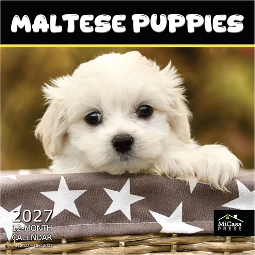 Vista 88 de MICASA PRESS Calendario de pared de Australian Shepherds Aussies 2027 02 - Pastores australianos