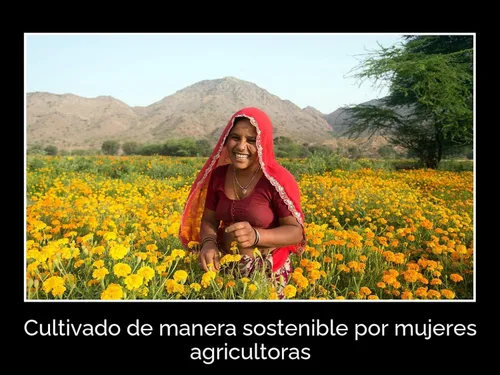 Vista 6 de Daana Aceite de mostaza: certificado USDA orgánico, extra virgen, prensado en frío (12 oz)