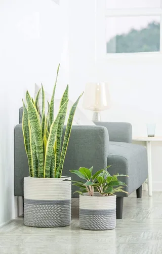 Vista 8 de Dahey - Canasta de cuerda de yute y algodón para plantas, mini cesta tejida para almacenamiento para macetas de hasta 7 pulgadas, cubierta