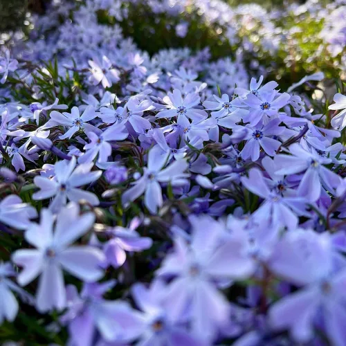 Vista 2 de Más de 200 semillas de Phlox rastreras azul esmeralda Flores Plantación de jardín