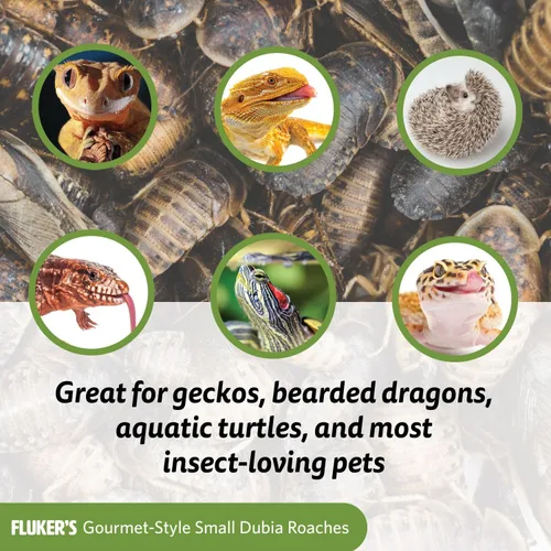 Vista 2 de Fluker's Alimento enlatado gourmet para reptiles, peces, pájaros y animales pequeños, cucarachas pequeñas Dubia, 1.2 oz