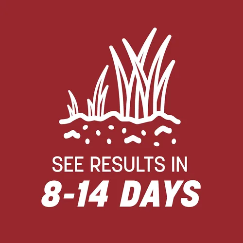 Vista 8 de Pennington Smart Seed Raigrás perenne 3 libras