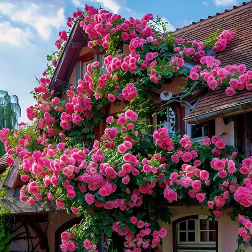 Vista 3 de Más de 300 semillas de rosas trepadoras para plantar, arbustos de rosas trepadoras raras y trepadoras, enredaderas sin OMG, semillas de flores
