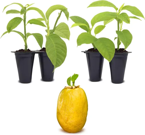 Vista 7 de Passion Fruit Live Plant 4 Pack – 'Possum Purple' (Maracuya) — Self-Fertile Passiflora edulis Vine for Trellis, Arbor & Containers — Fast Growing