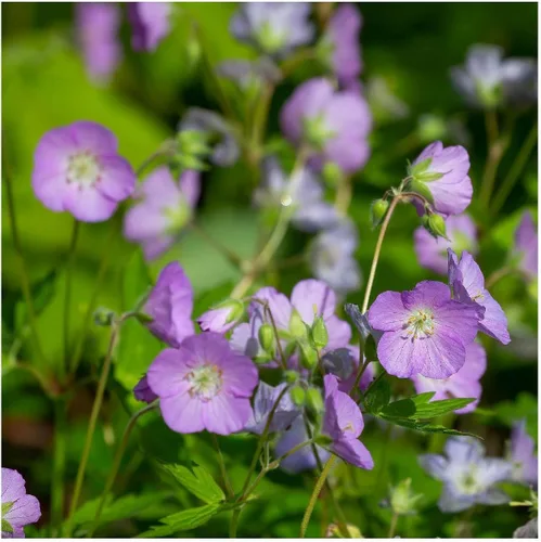 Vista 3 de Las granjas de everwilde – Geranio salvaje Nativo Wildflower semillas – El oro Vault