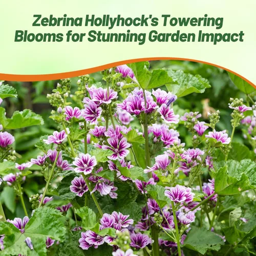 Vista 6 de Outsidepride Zebrina French Hollyhock Seeds – 500 piezas de semillas perennes de color blanco y morado, semillas de flores tolerantes a la sequía
