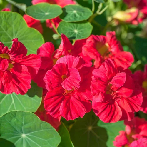 Vista 12 de Eden Brothers Semillas de Nasturtium - Semillas de Alaska Gold sin transgénicos para plantar, 1 onza Semillas de flores de bajo mantenimiento