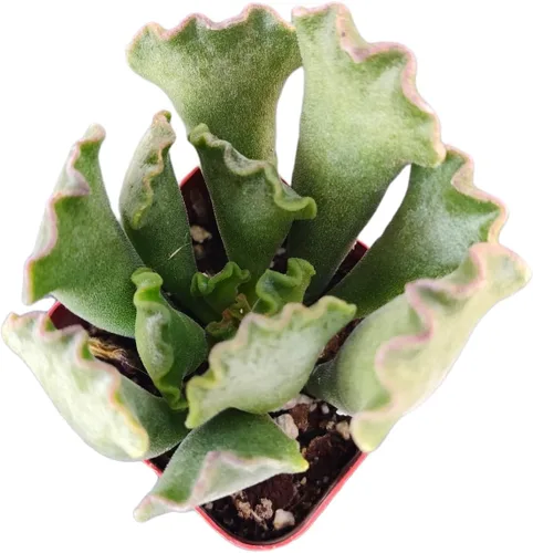 Vista 32 de Plantas de cactus suculentas vivas (2 pulgadas Opuntia Microdasy Golden Swirl Monstrose)