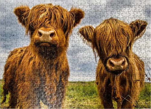 Vista 8 de MyPuzzle Two Highland Cows - Rompecabezas prémium de 100 piezas para adultos