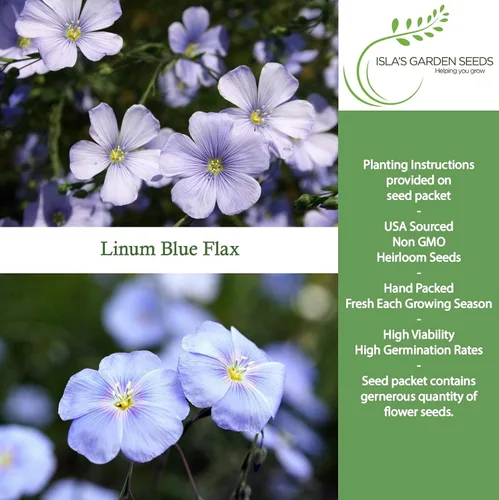 Vista 2 de Semillas de flores de lino azul (Linum perenne) – Más de 250 semillas de reliquia sin OMG de Isla's Garden Seeds, delicadas flores azul cielo