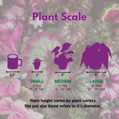 Vista 8 de BubbleBlooms Surtido de Peperomia, 6 peperomias diferentes en macetas de 2 pulgadas Grower's Choice