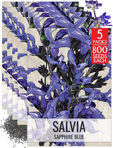 Vista 13 de Seed Needs Semillas de salvia de zafiro para plantar flores de salvia azul, 2 paquetes