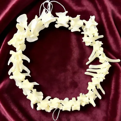 Vista 15 de Calaveras de animales reales en taxidermia, espécimen de huesos reales, suministros de taxidermia para educación científica, regalo especial
