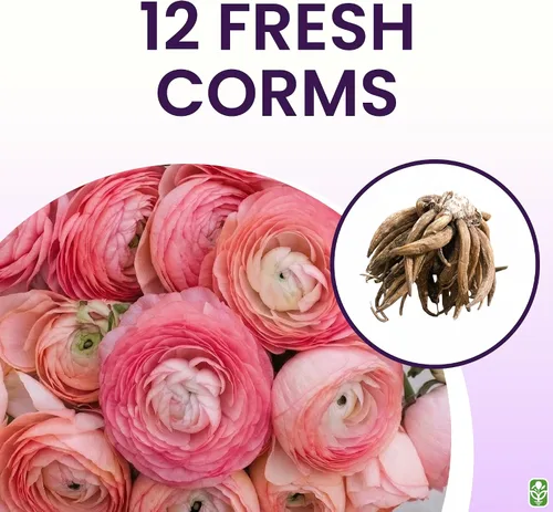 Vista 3 de Cormos de ranúnculo francés rosa, 12 bulbos de tamaño más grande, bombillas de primera calidad para flores vibrantes, ideales para camas de jardín