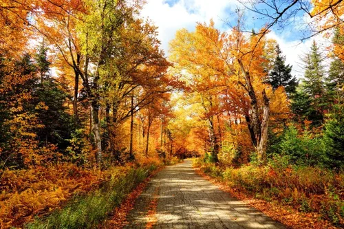 Vista 2 de Póster laminado de otoño en camino de otoño en New Hampshire hojas cambiantes árboles coloridos Nueva Inglaterra, póster fotográfico de borrado