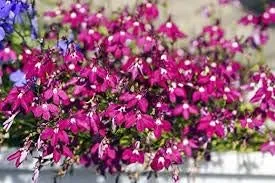 Vista 2 de Más de 50 semillas de flores perennes de regata de Lobelia de color rosa, ideal para cestas colgantes