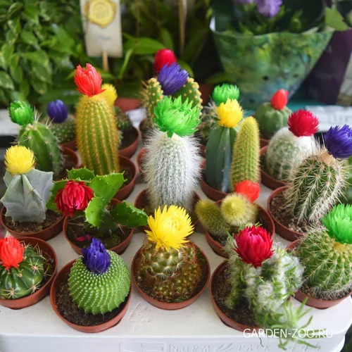 Vista 7 de Mezcla de variedades de cactus de semillas - Perenne para plantar - Sin OMG