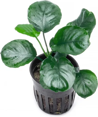 Vista 39 de SubstrateSource Plantas vivas – Anubias Hastifolia (Anubias hastifolia) – Luz baja a moderada, hojas en forma de flecha de color verde medio a