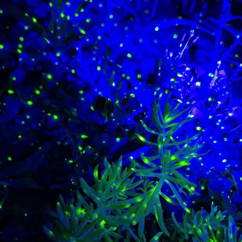 Vista 5 de Firefly - Luces de jardín con proyector de estrellas, luces láser de Navidad para jardín, césped, patio