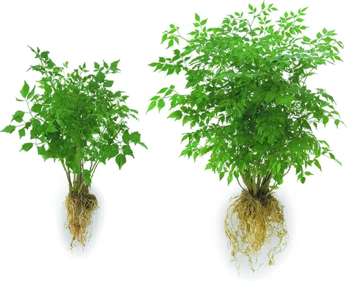 Vista 2 de Soil Moist JCD-TP5 Transplante Cubo de 5 libras