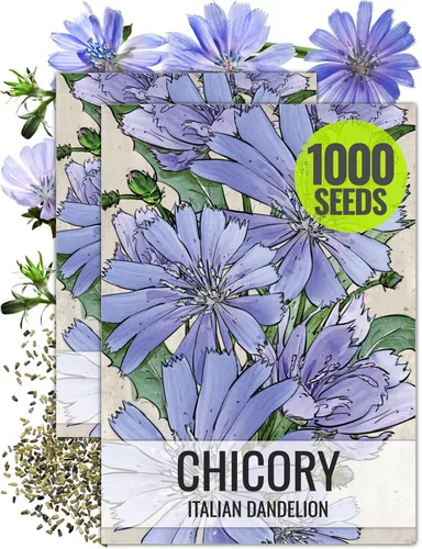 Vista 13 de Seed Needs - Semillas de achicoria para plantar flores azules de diente de león italiano, 1 paquete