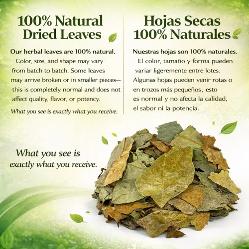 Vista 3 de Hojas de Guanábana (Té de Hojas de Guanábana) – Jumbo 4 oz – 100% Natural, Vegano, Sin OGM, Silvestre y Auténtico – Té Herbal Sin Cafeína – Rinde