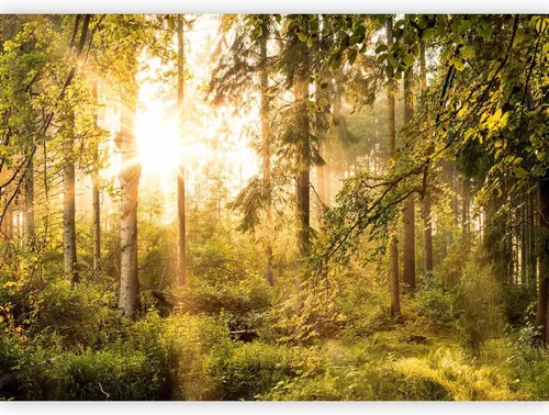 Vista 53 de artgeist Mural de pared premium Bosque púrpura, 79 x 55 pulgadas, papel tapiz no tejido, decoración de pared de vellón, impresión fotográfica