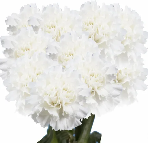 Vista 16 de GlobalRose 100 flores de clavel rosa – Claveles de flores frescas de origen responsable – Ramo fresco seleccionado a mano para graduación