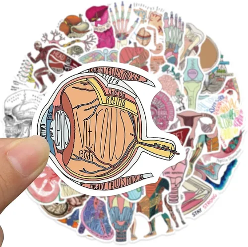 Vista 2 de Anatomy Pun Stickers Human Anatomy Sticker Water Bottle Stickers for Teens Waterproof Vinyl(50Pcs)