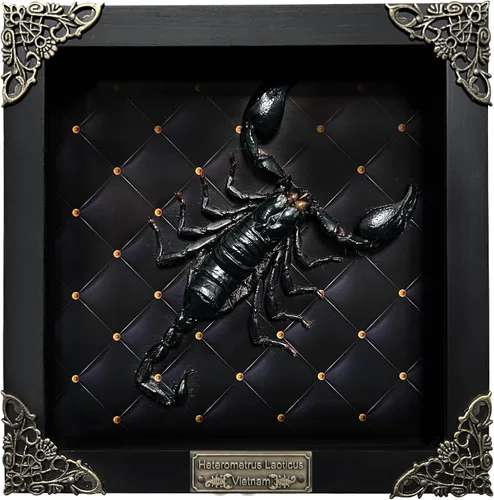 Vista 152 de 2 Real Dragonfly Specimens Shadow Box Framed Insect Display Oddities Curiosities Entomology Collection Natural History Wall Decor Gift for Nature