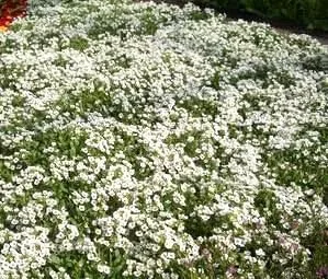Vista 2 de ~ Alyssum, Alfombra de semillas de flores de nieve (1 libra) Lobularia maritima sin OMG